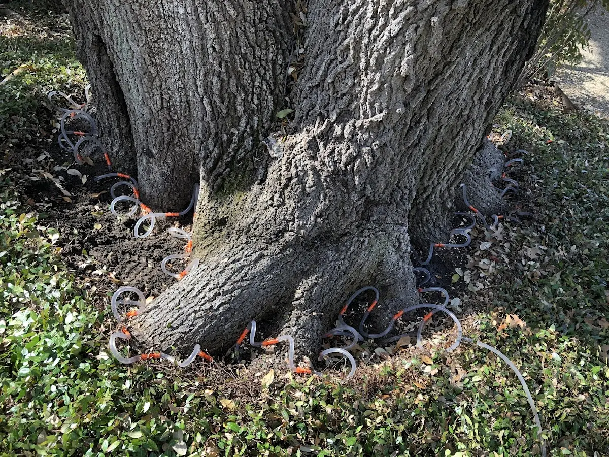 Detailed Tree Cabling and Bracing job site in Bolinas