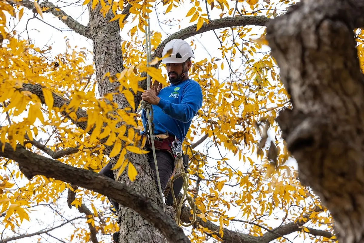 Skilled Tree Pruning crew working in Bolinas